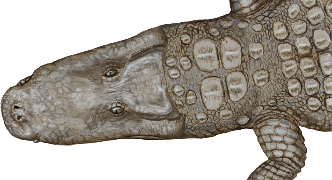 Crocodylus thorbjarnarsoni