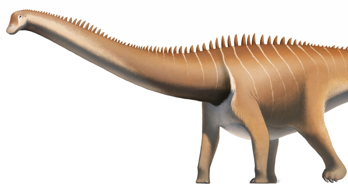 Diplodocus carnegii (Fred Wierum, CC BY-SA 4.0).